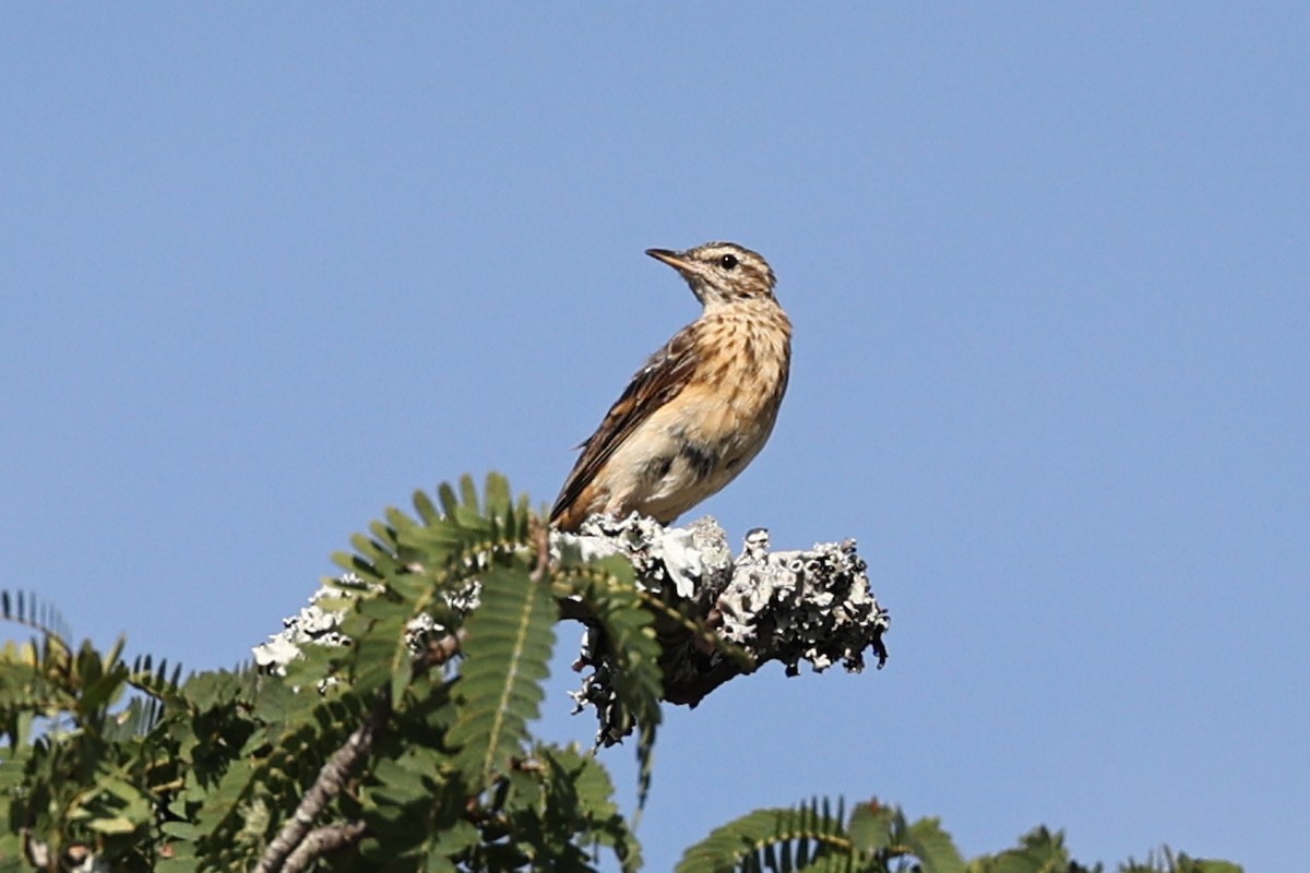 Woodland Pipit - ML616554598