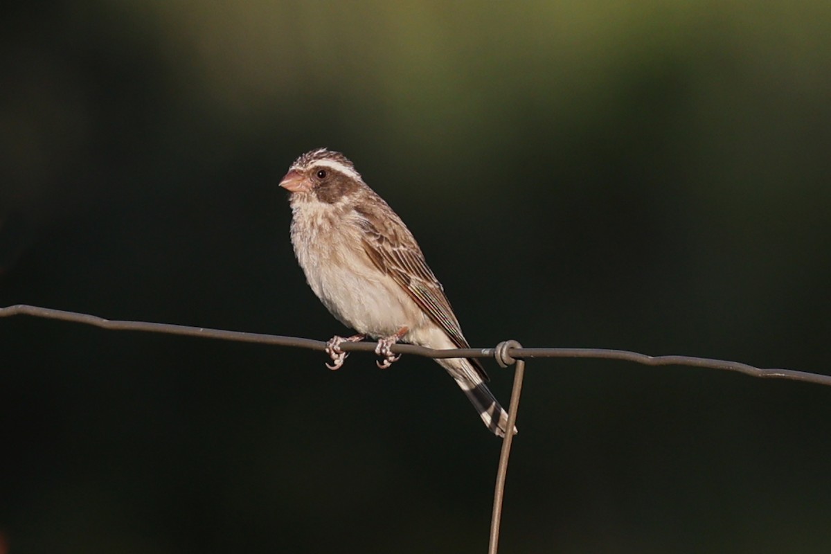 Black-eared Seedeater - ML616554624