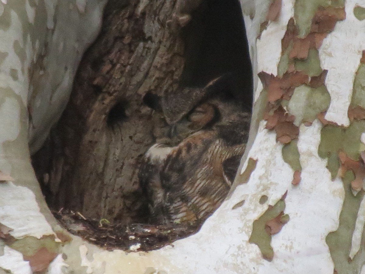 Great Horned Owl - ML616554641