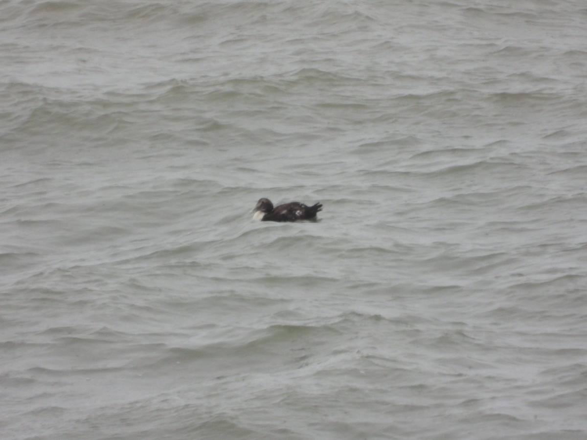 Common Eider - Julie Gorka