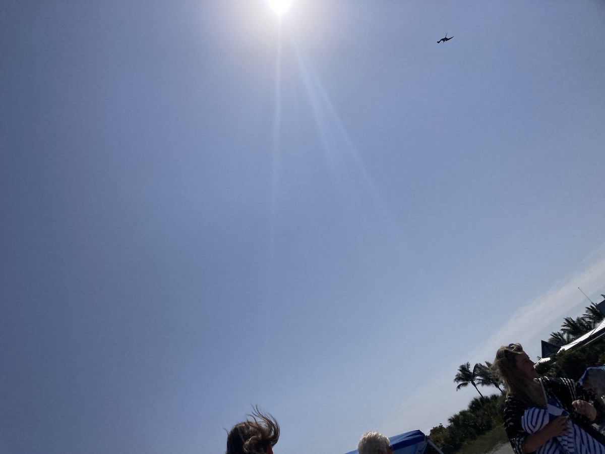 Magnificent Frigatebird - Dennis S Main