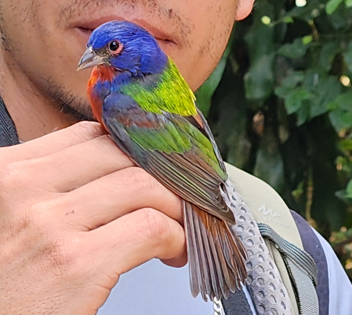 Painted Bunting - ML616554723