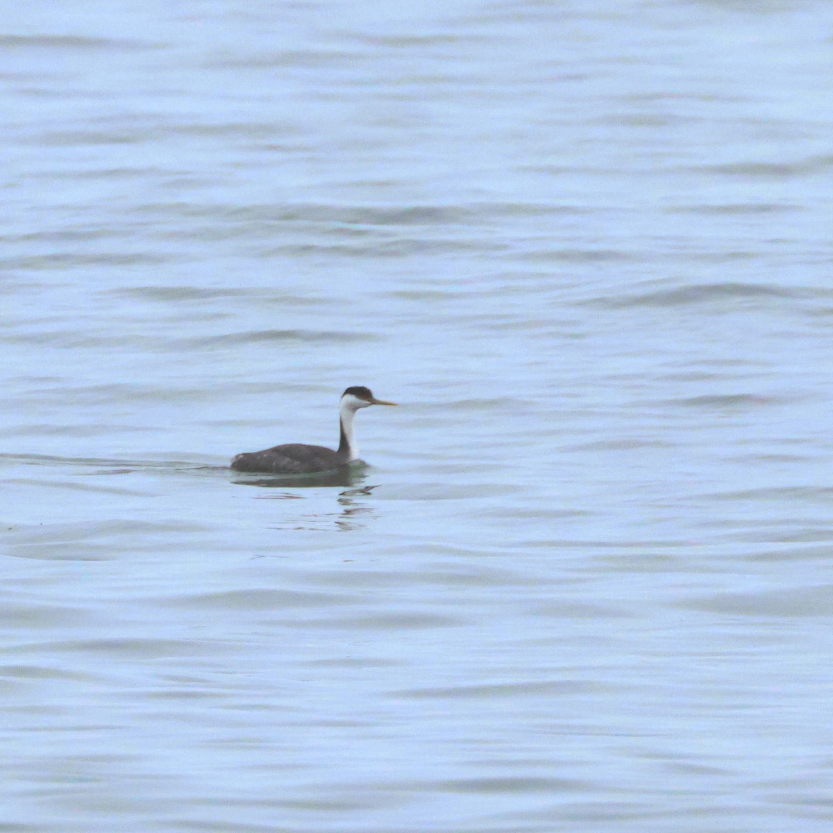 Western Grebe - ML616554735
