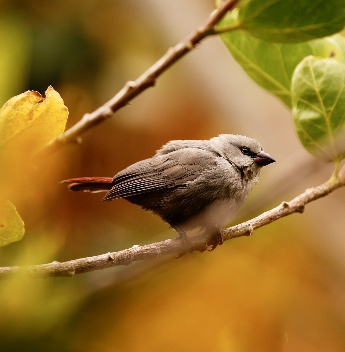 Lavender Waxbill - ML616554746