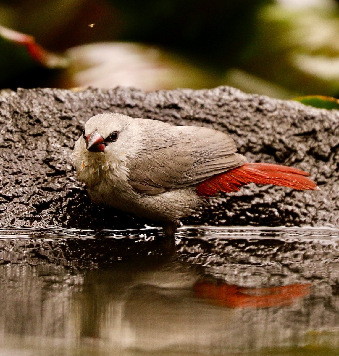 Lavender Waxbill - ML616554747