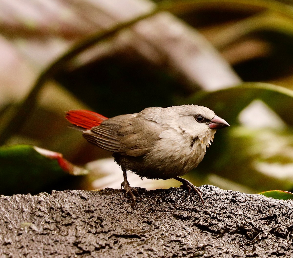 Lavender Waxbill - ML616554748