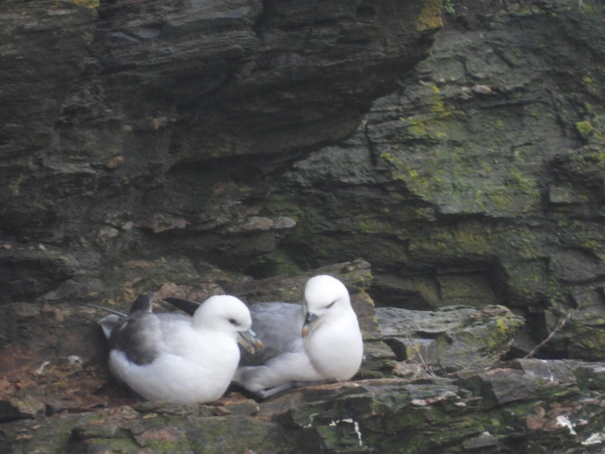 Fulmar boréal - ML616554749