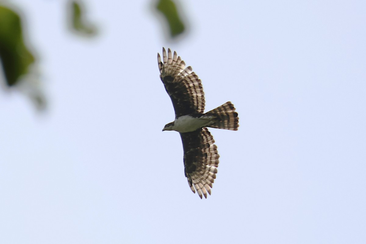 Cassin's Hawk-Eagle - Jeremy Lindsell