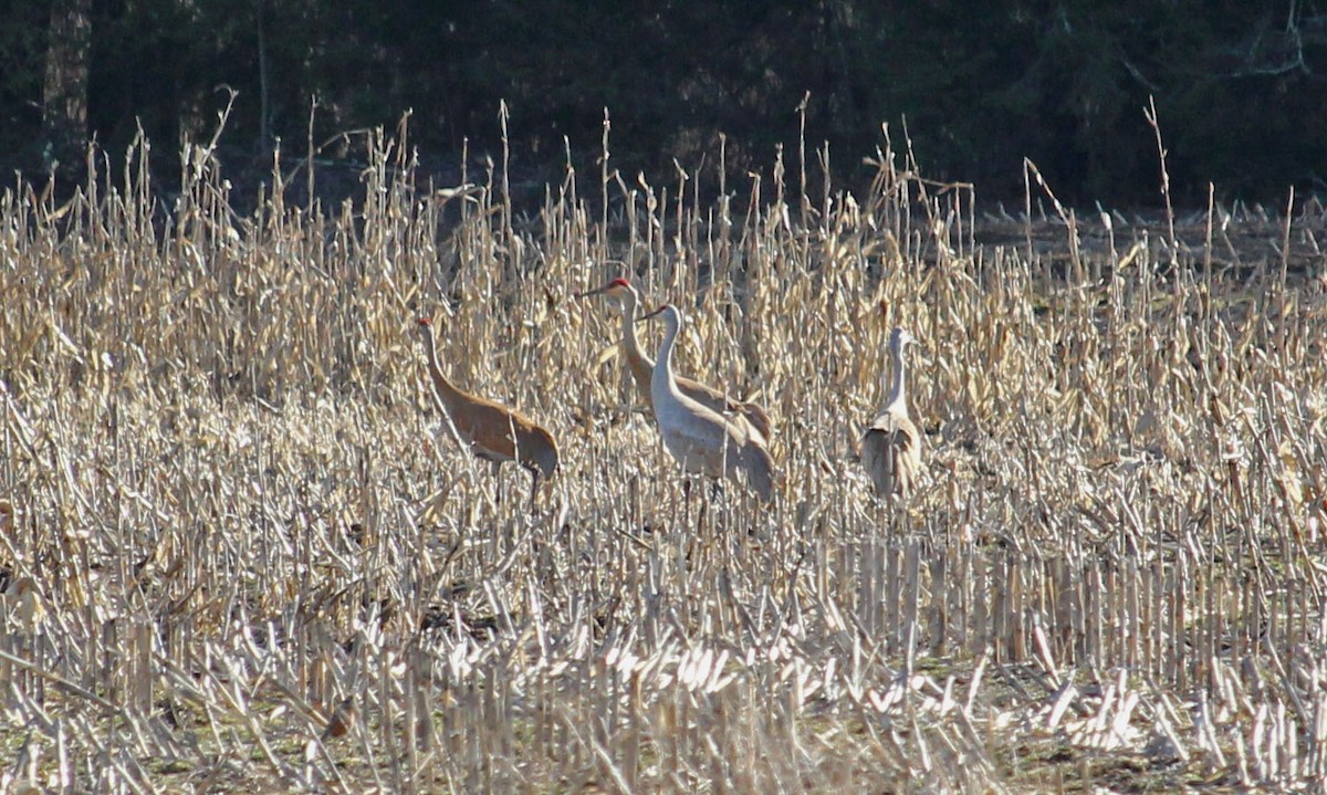 Sandhill Crane - ML616554766