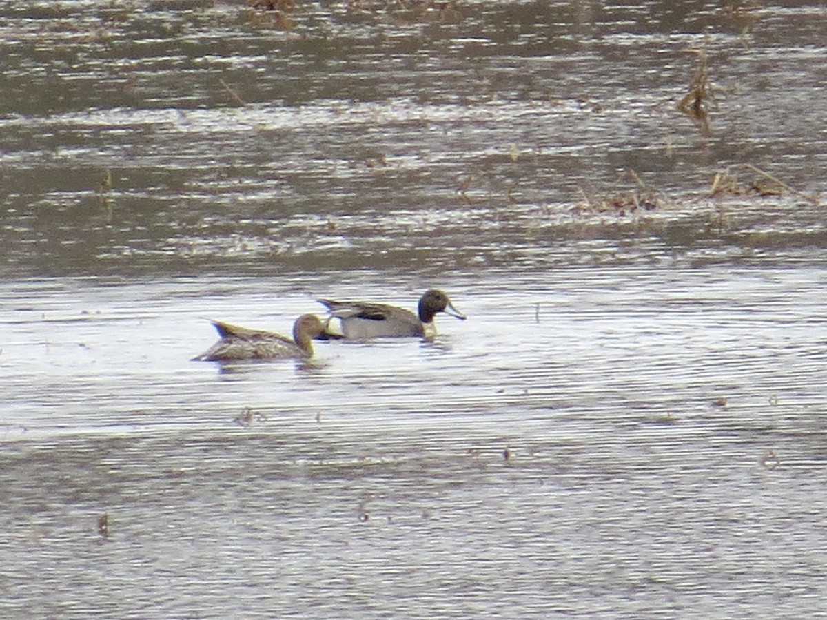 Northern Pintail - ML616554777