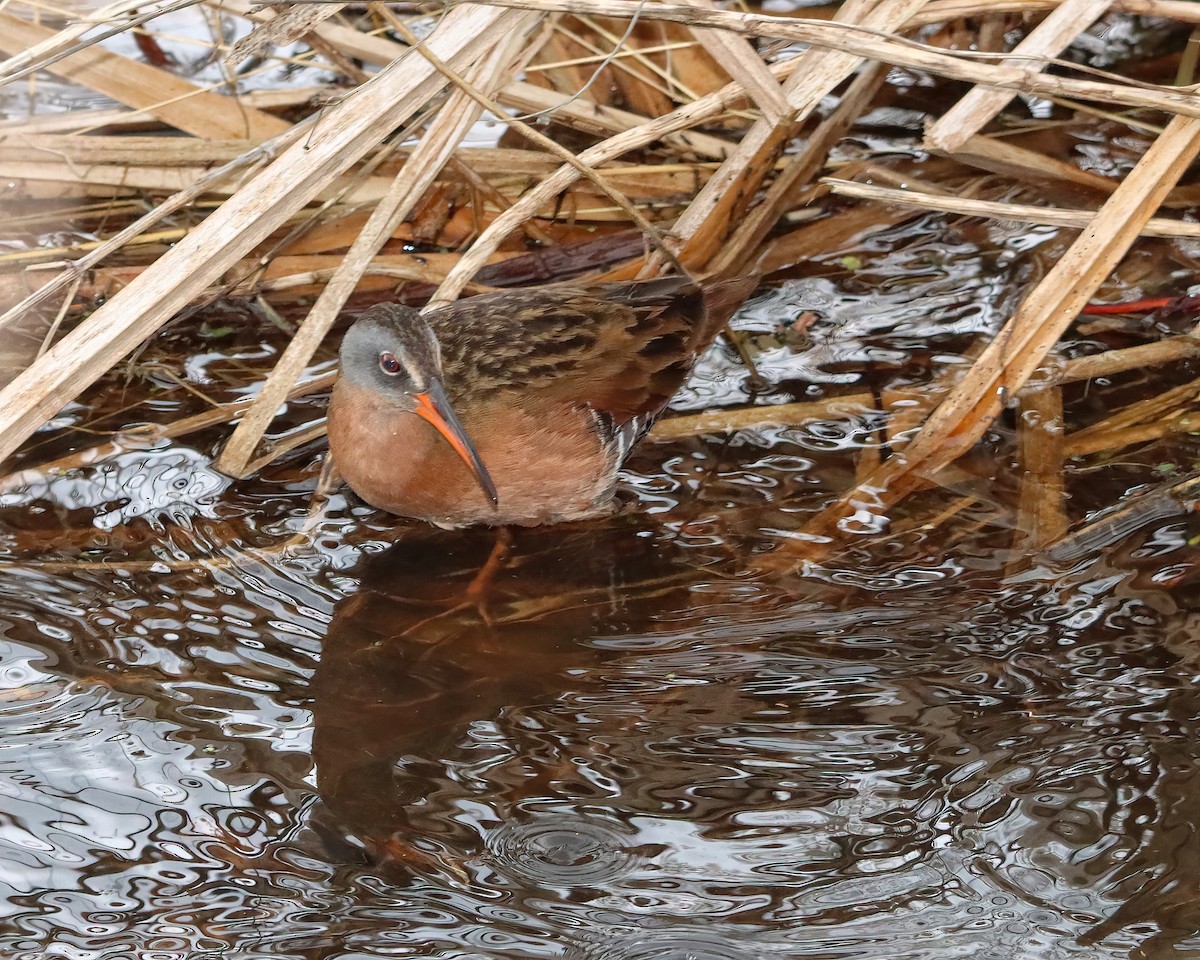 Virginia Rail - Mike Smith