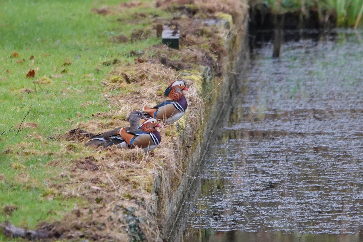 Mandarin Duck - ML616554789