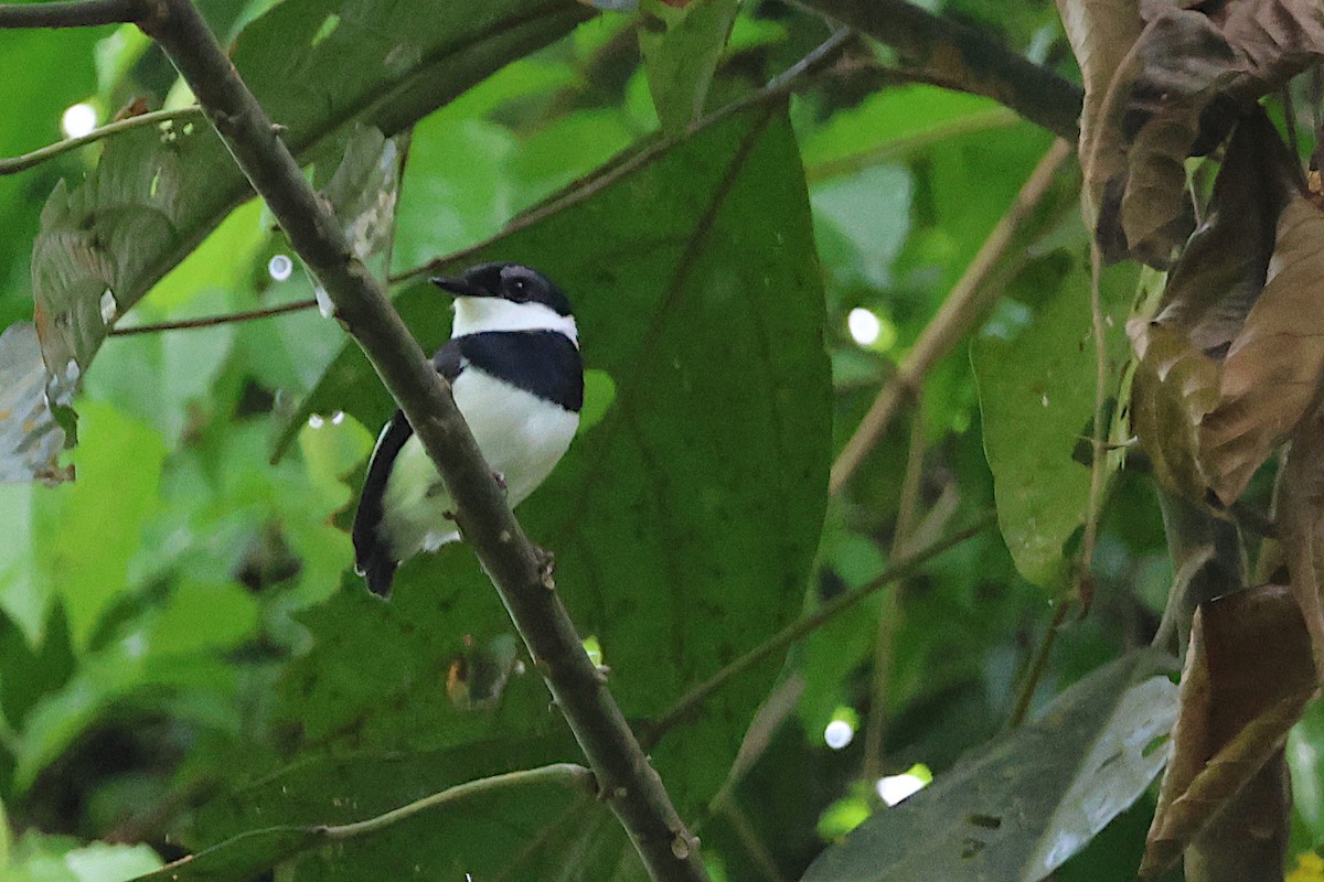 West African Wattle-eye - ML616554799