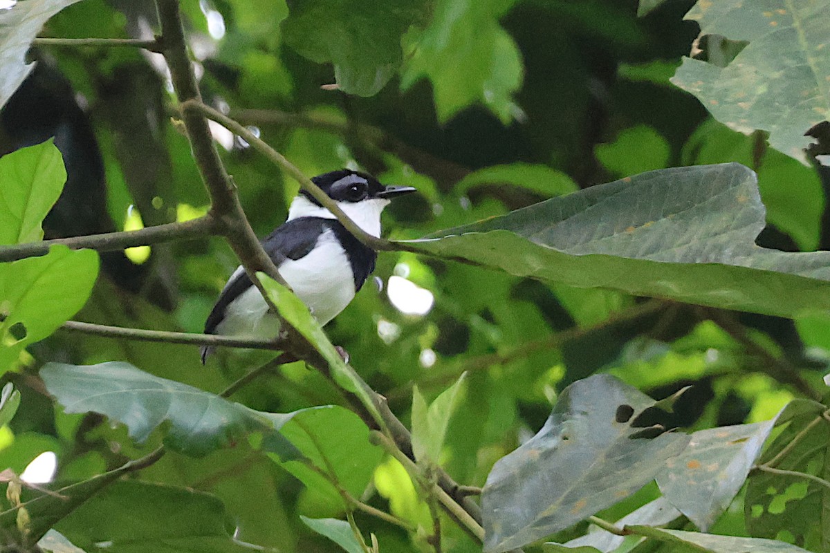 West African Wattle-eye - ML616554800