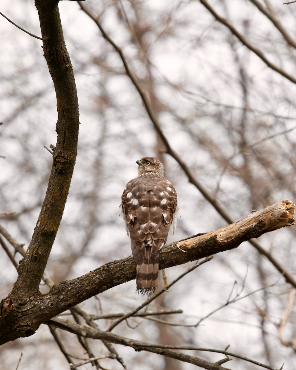 Cooper's Hawk - ML616554804