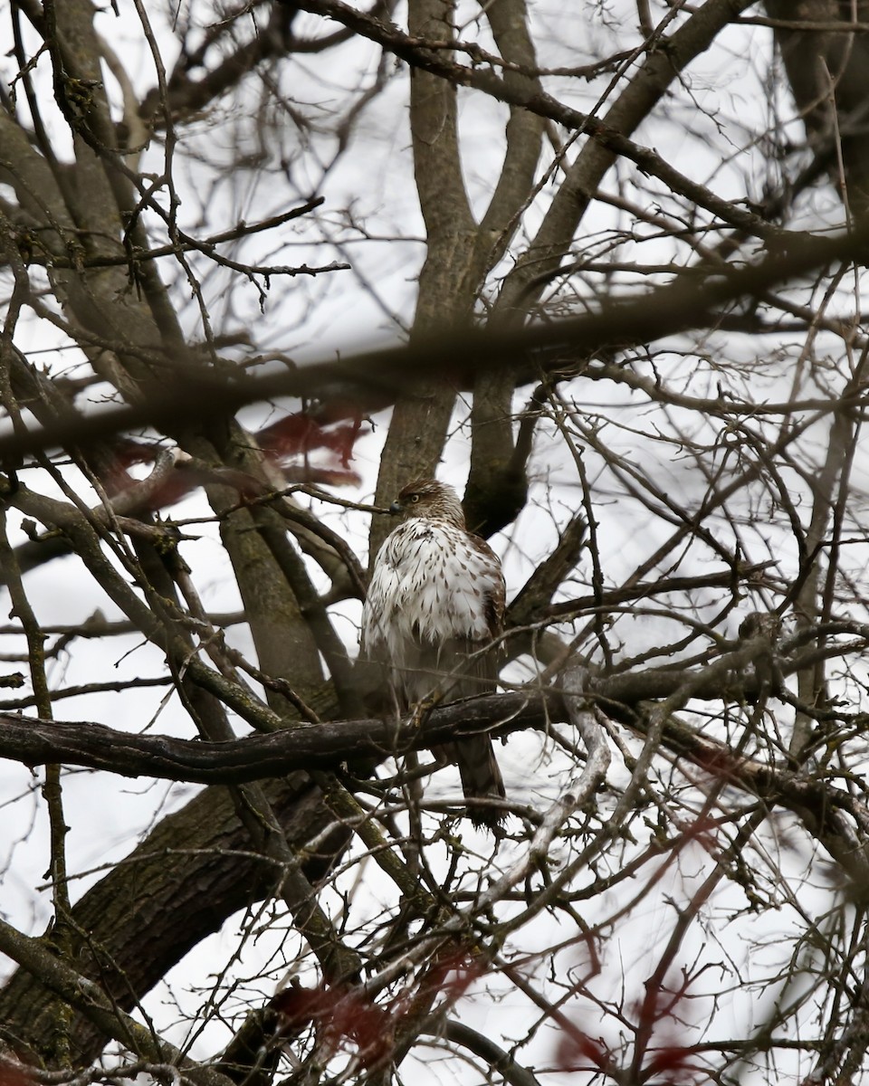 Cooper's Hawk - ML616554805