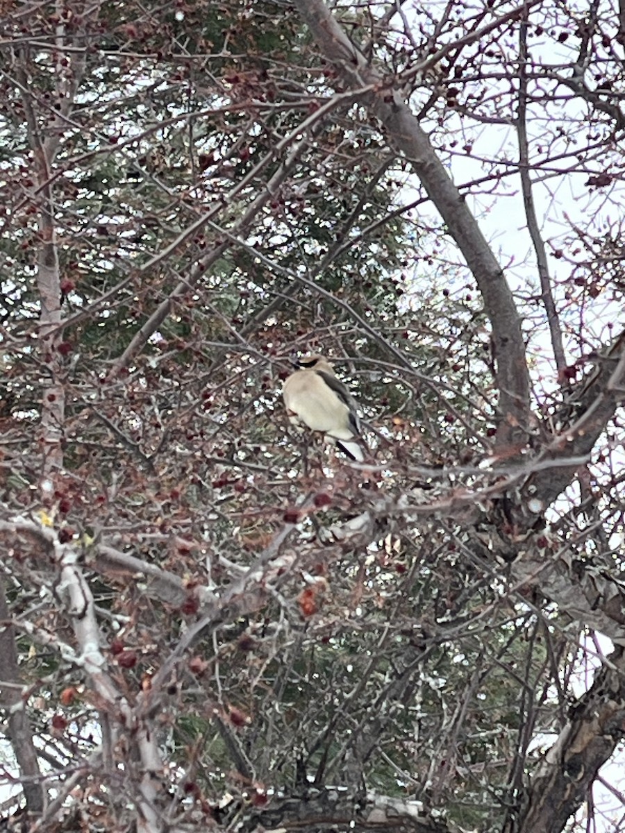 Cedar Waxwing - ML616554806