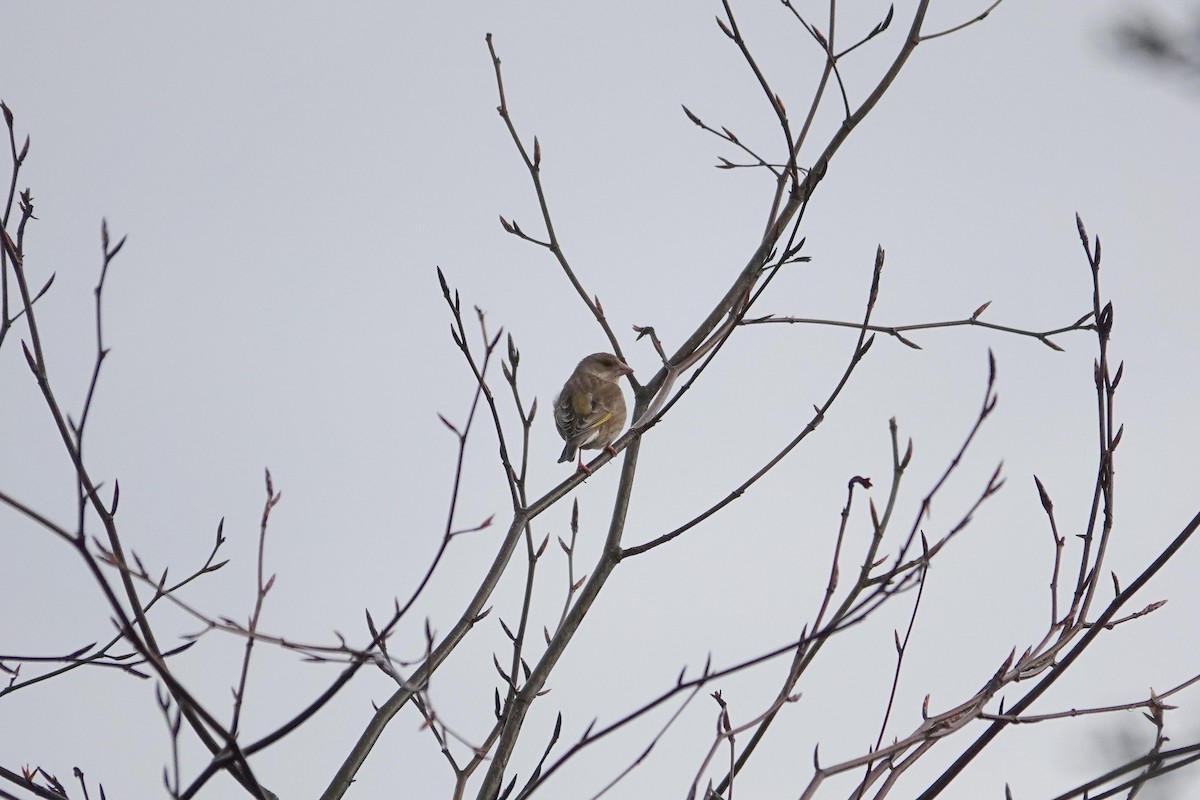 European Greenfinch - ML616554815