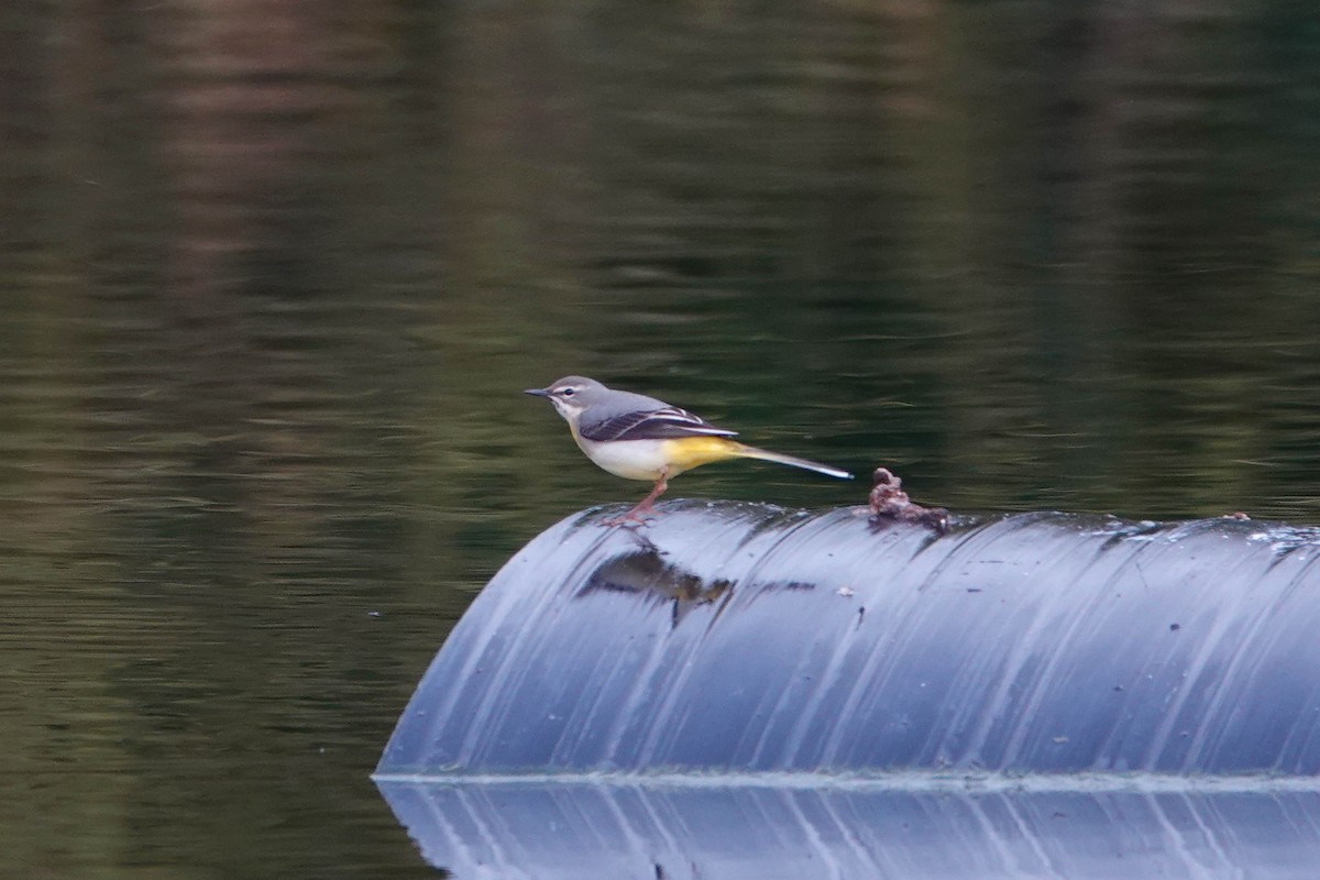 Gray Wagtail - ML616554823