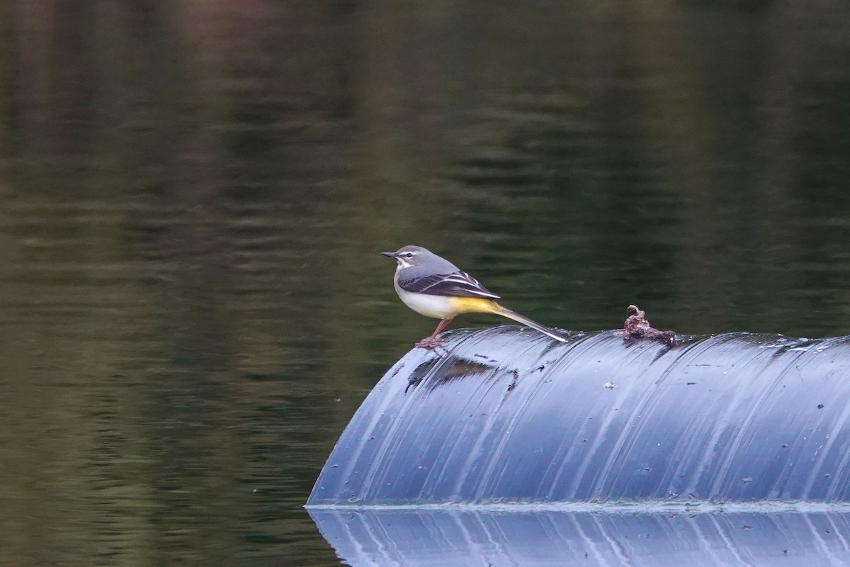 Gray Wagtail - ML616554824