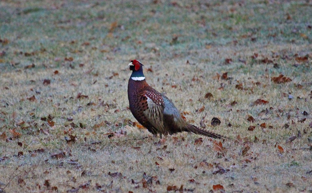 Ring-necked Pheasant - ML616554829