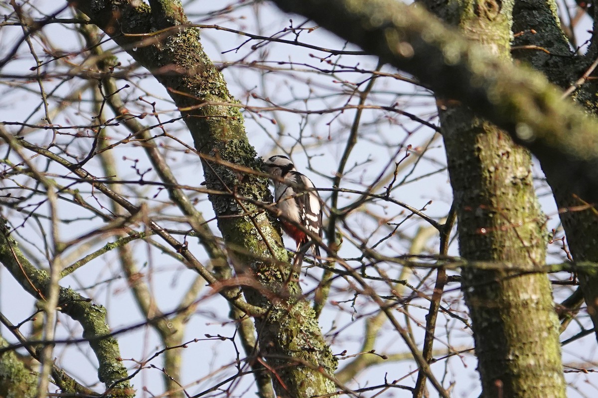 Great Spotted Woodpecker - ML616554853