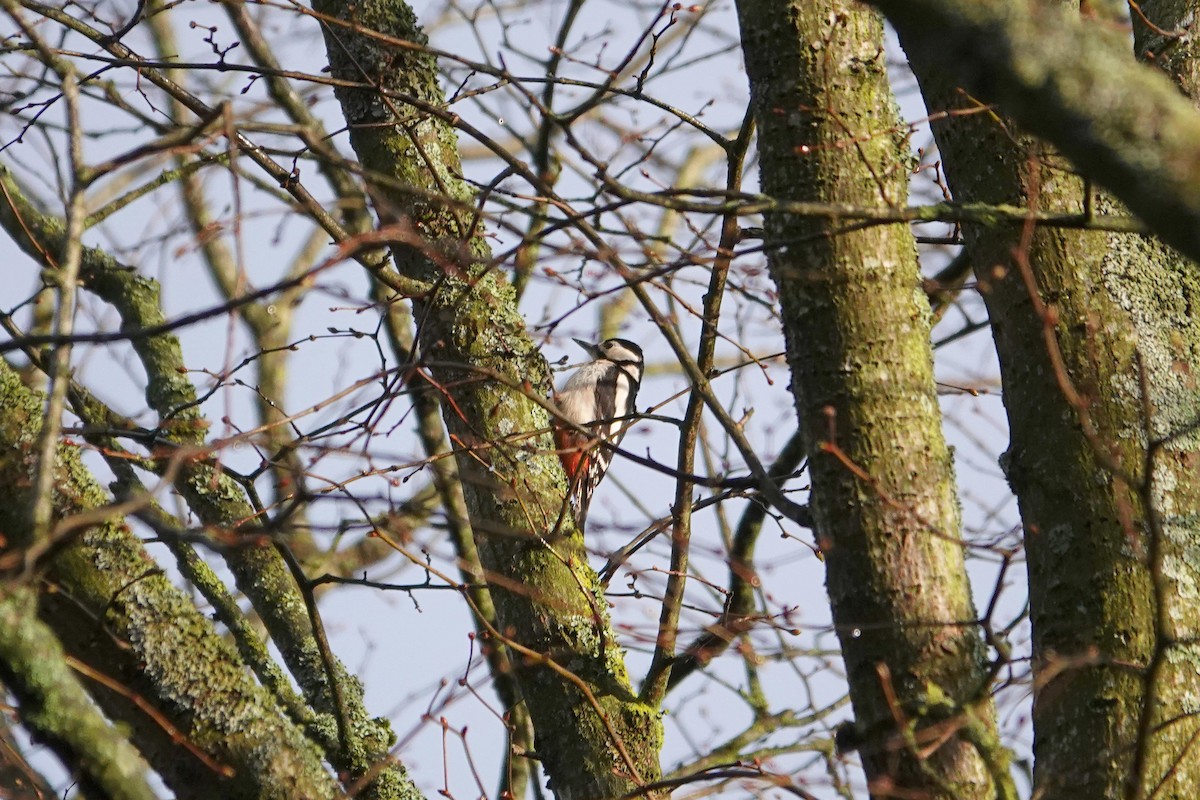 Great Spotted Woodpecker - ML616554854