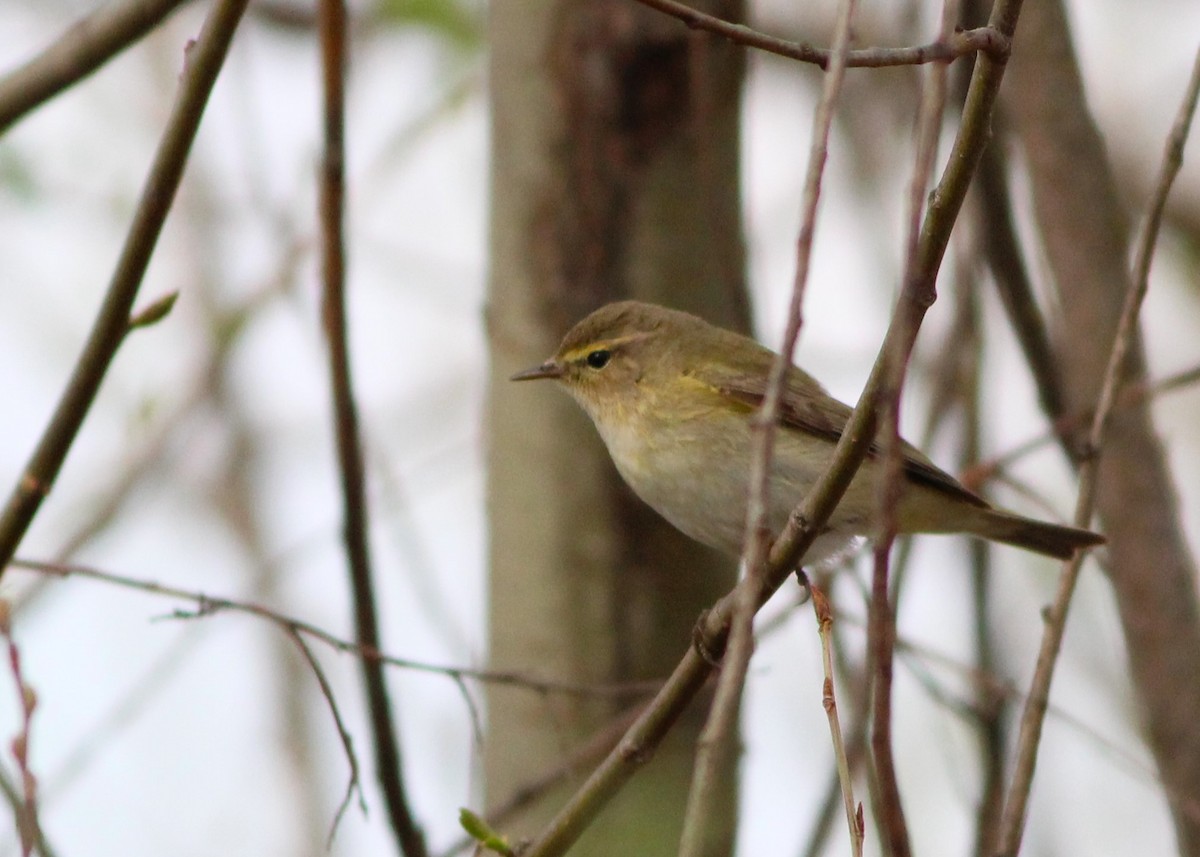 Common Chiffchaff - ML616554861