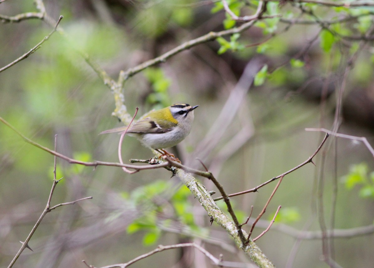 Common Firecrest - ML616554867