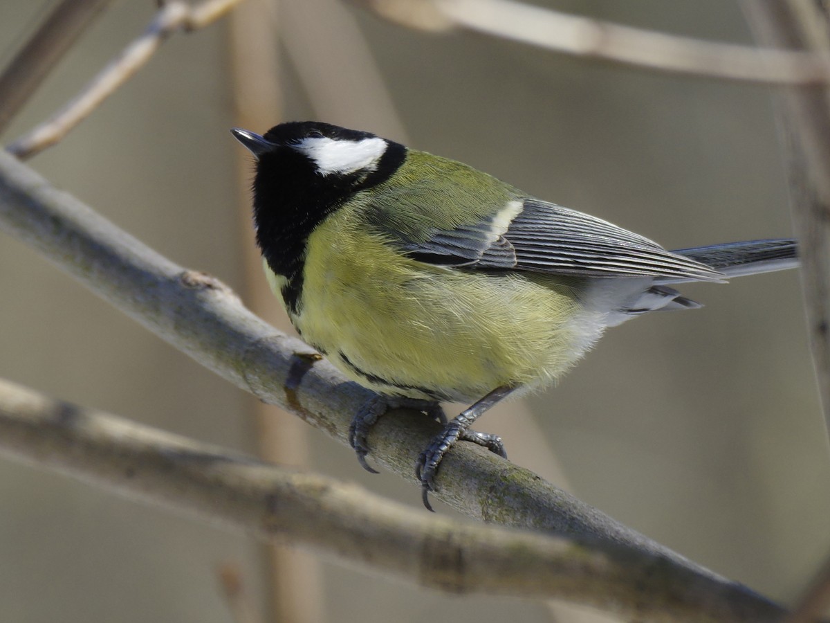 Great Tit - Volkov Sergey