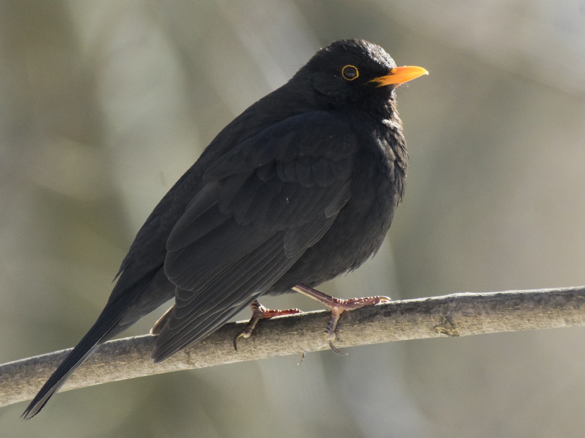 Eurasian Blackbird - Volkov Sergey