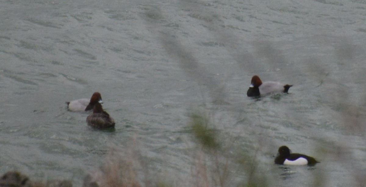 Common Pochard - ML616554897