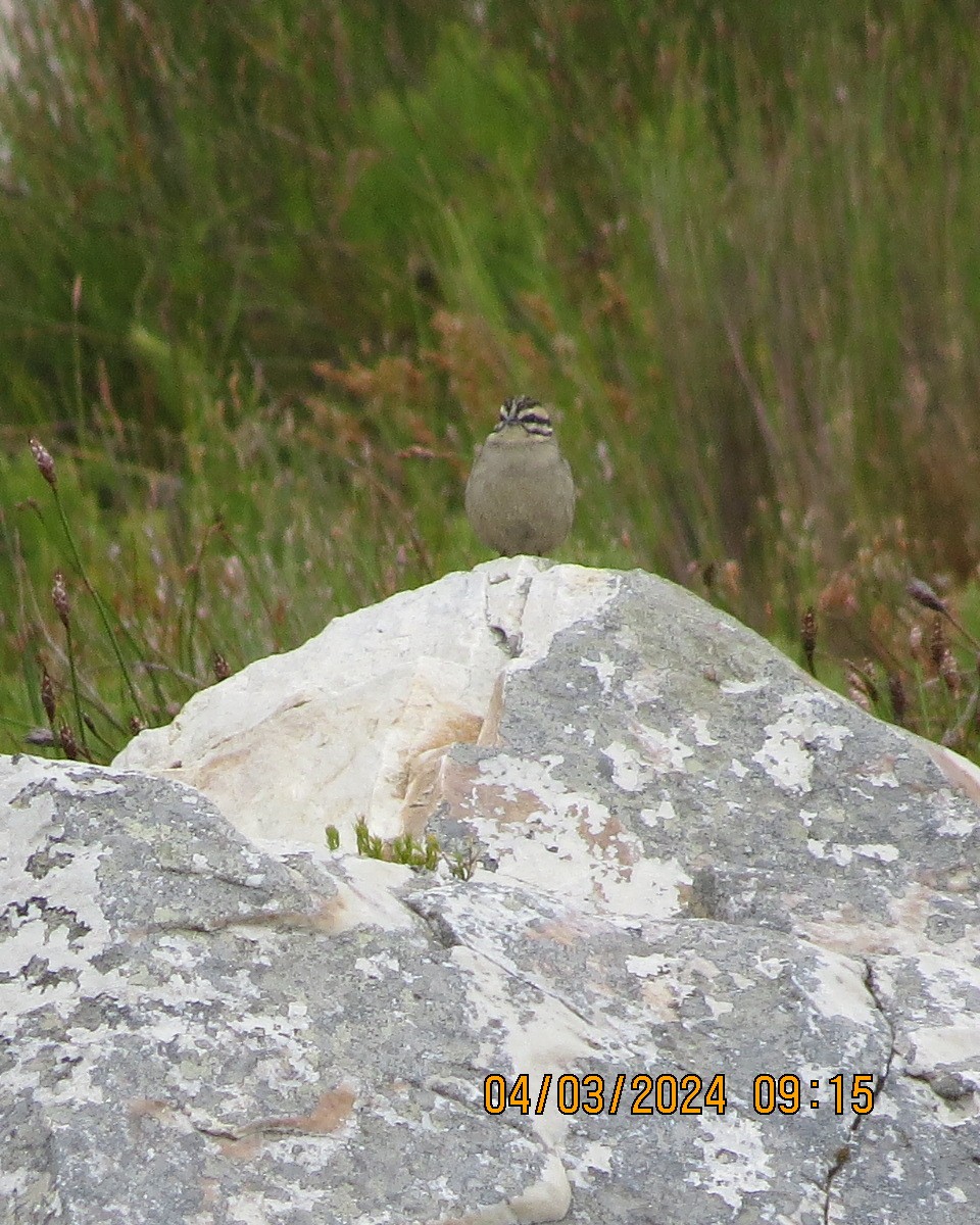 Cape Bunting - ML616554899