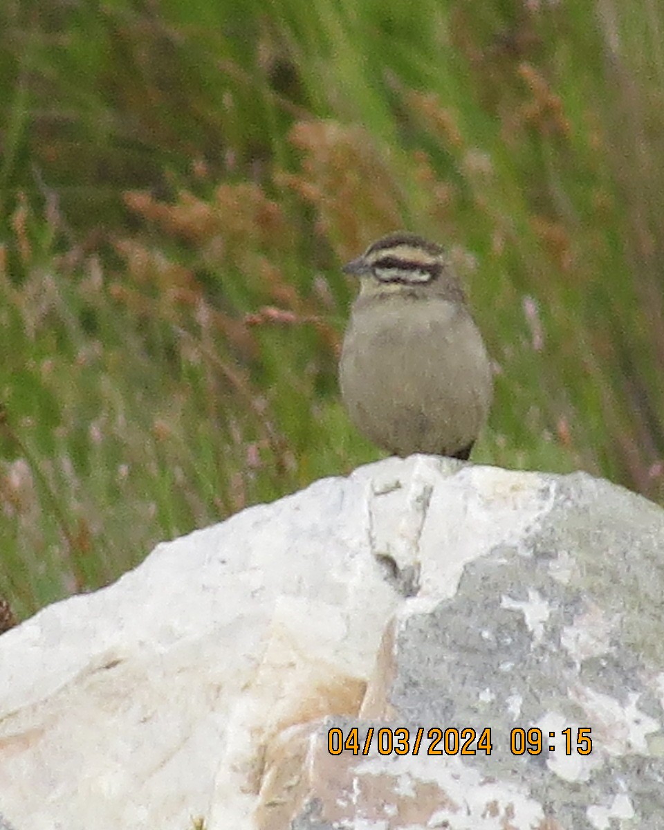 Cape Bunting - ML616554904