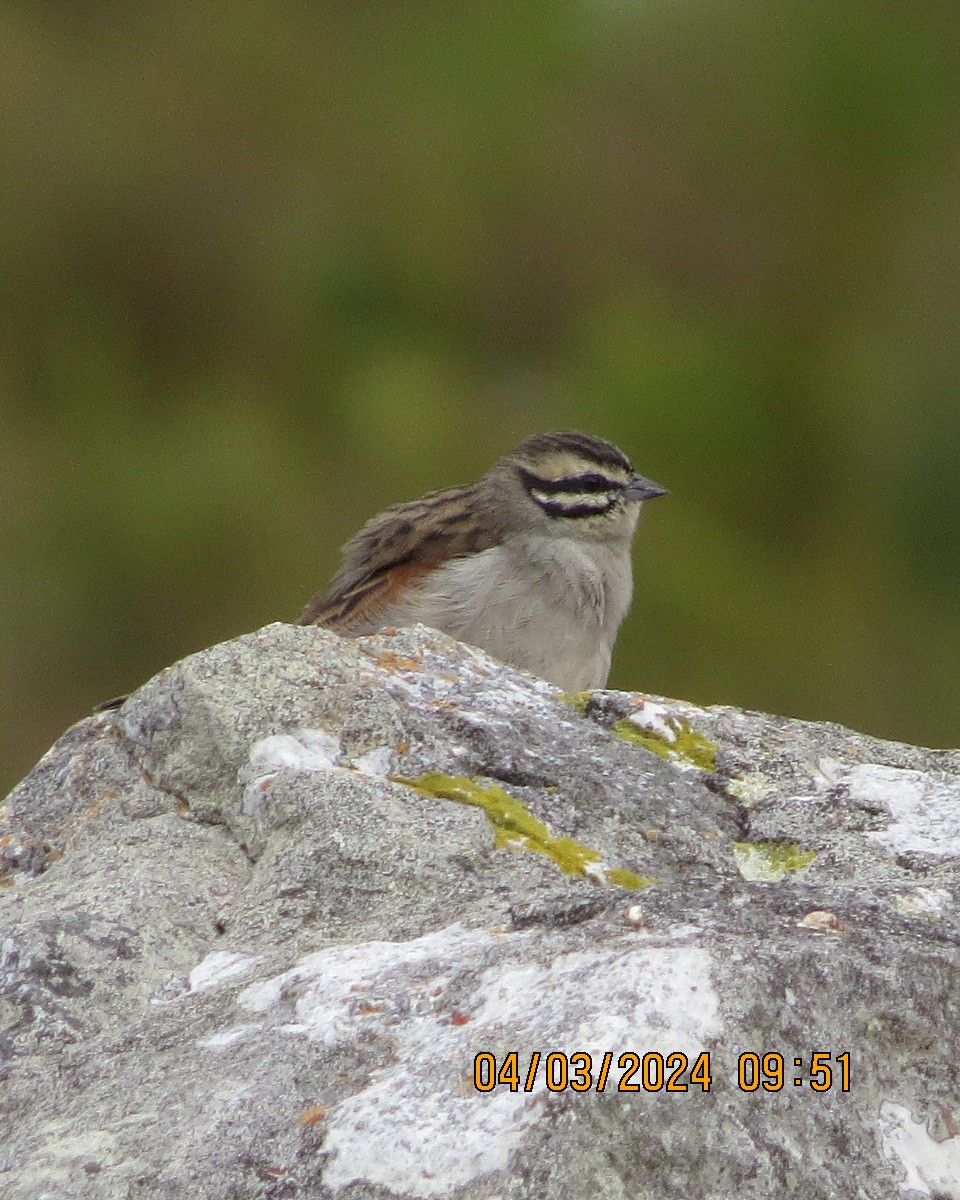 Cape Bunting - ML616554908