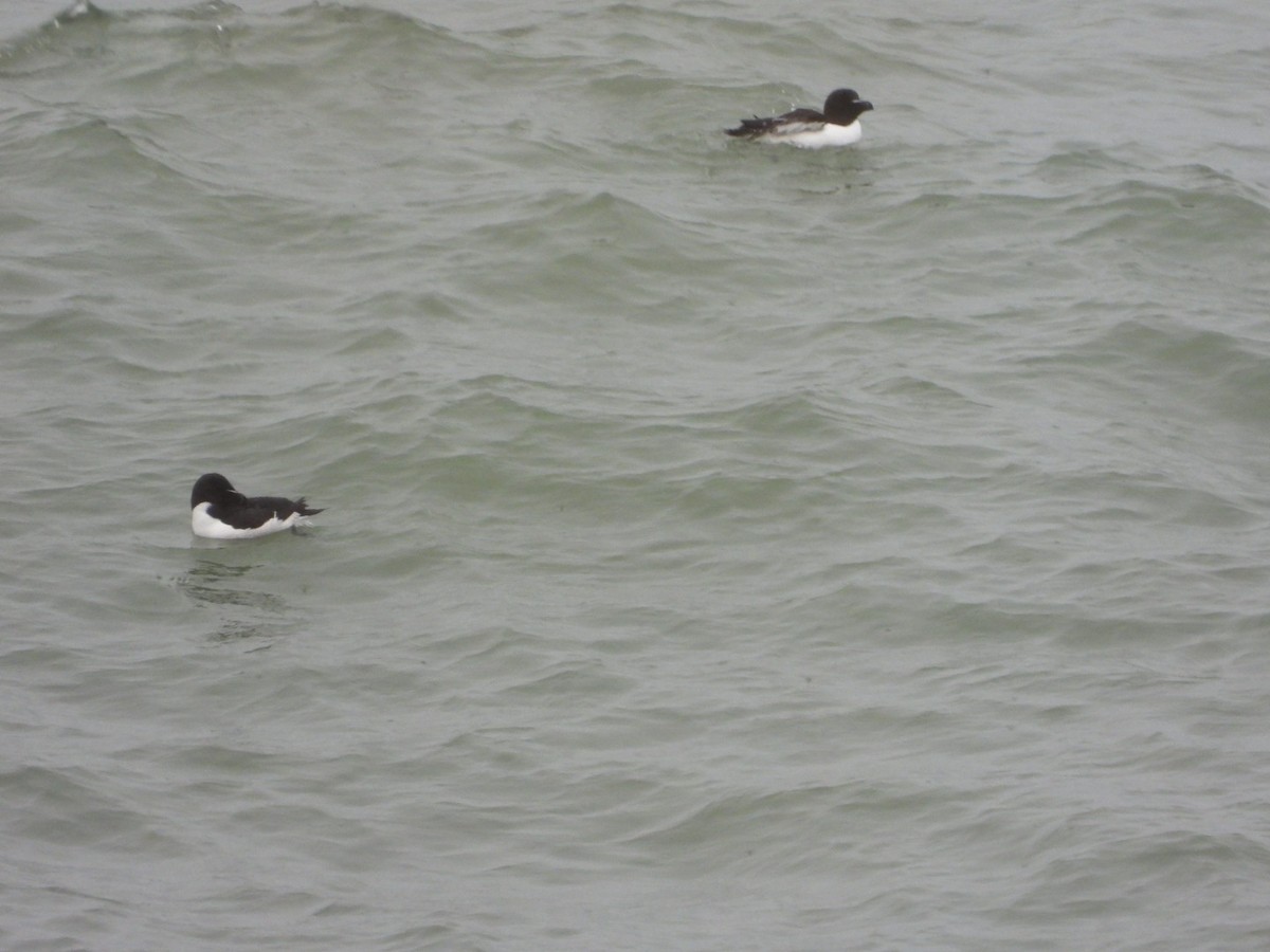 Razorbill - Julie Gorka