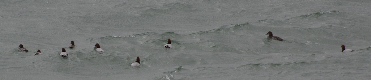 Common Pochard - Christoph Randler