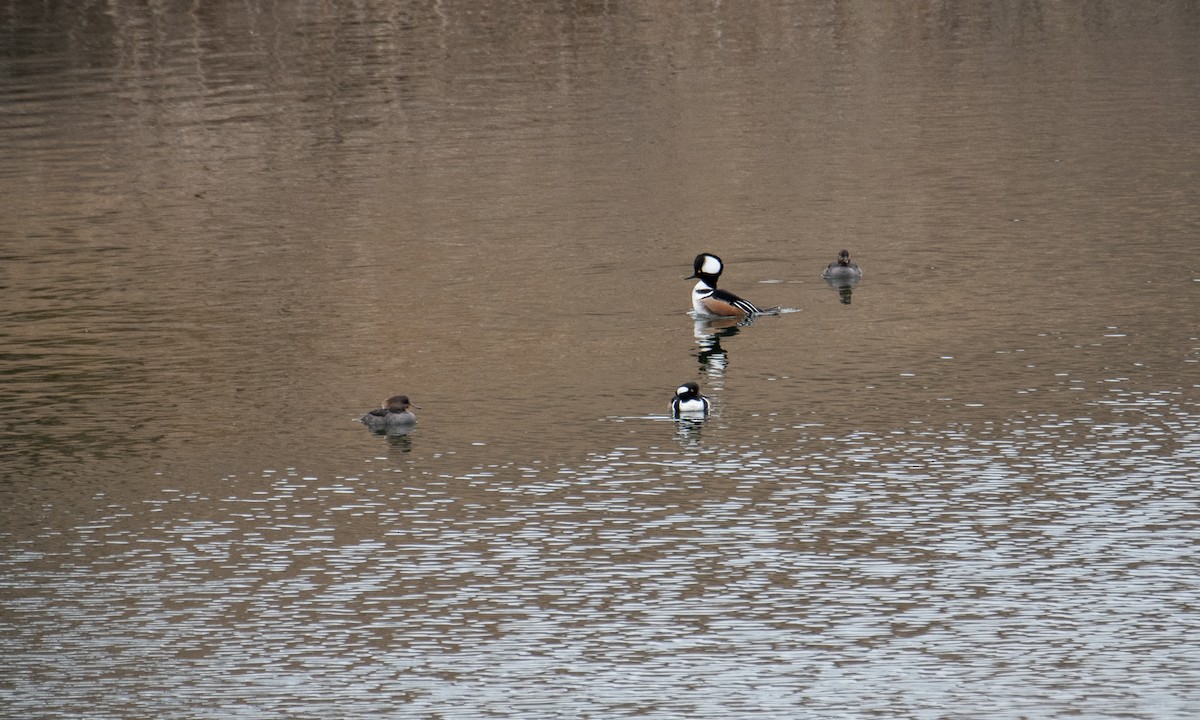 Hooded Merganser - ML616554981