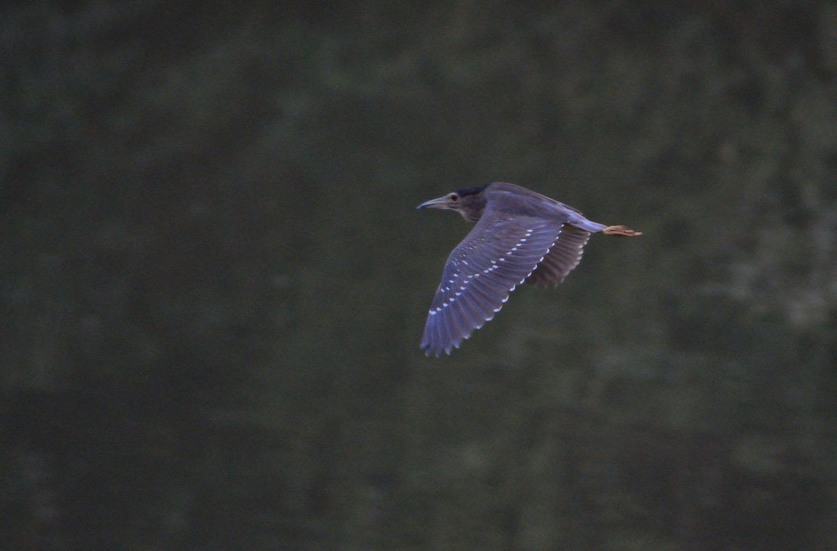 Black-crowned Night Heron - ML616554989