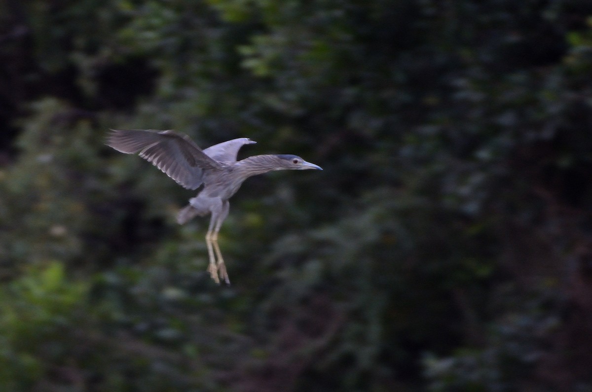 Black-crowned Night Heron - Carlos Alberto Ramírez