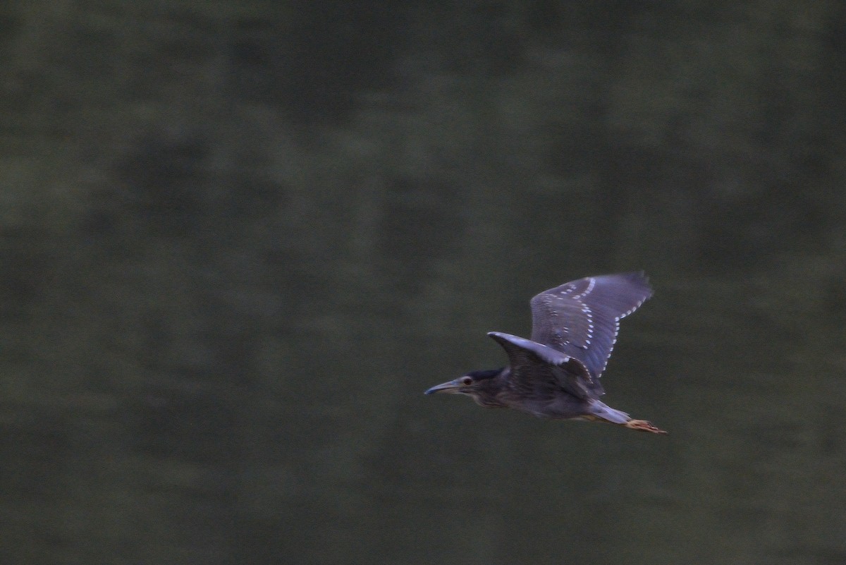 Black-crowned Night Heron - ML616554991