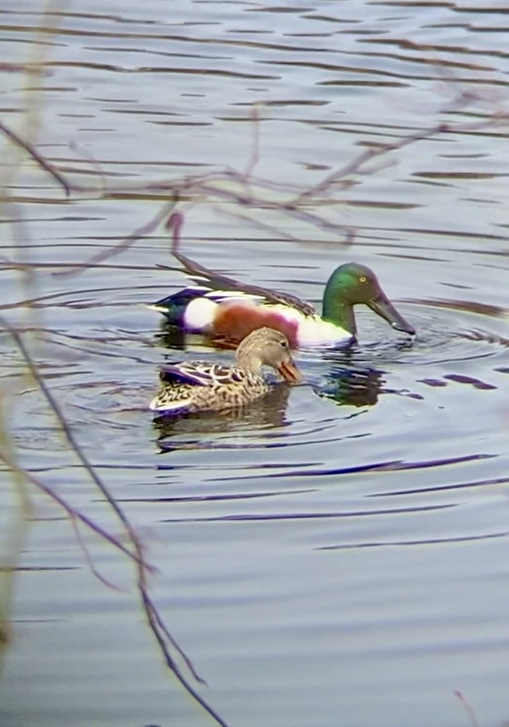 Northern Shoveler - ML616555016