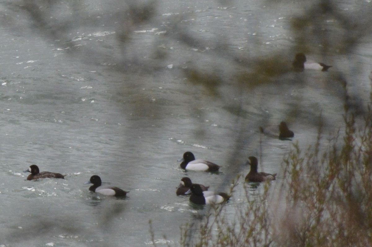 Greater Scaup - Christoph Randler