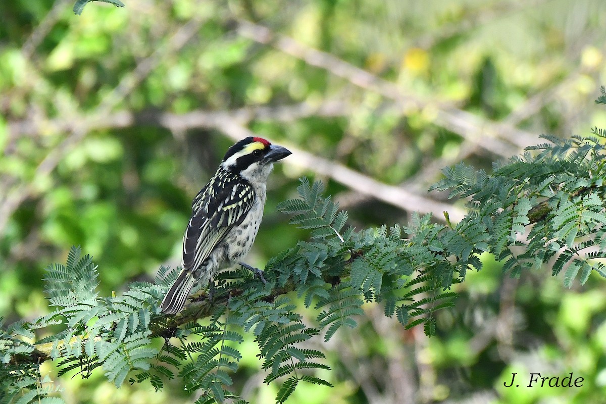 Maskeli Barbet - ML616555065