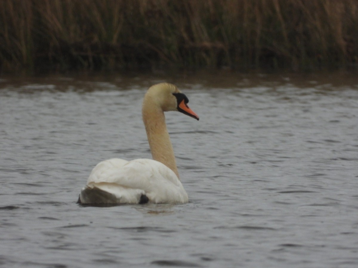 Cygne tuberculé - ML616555070