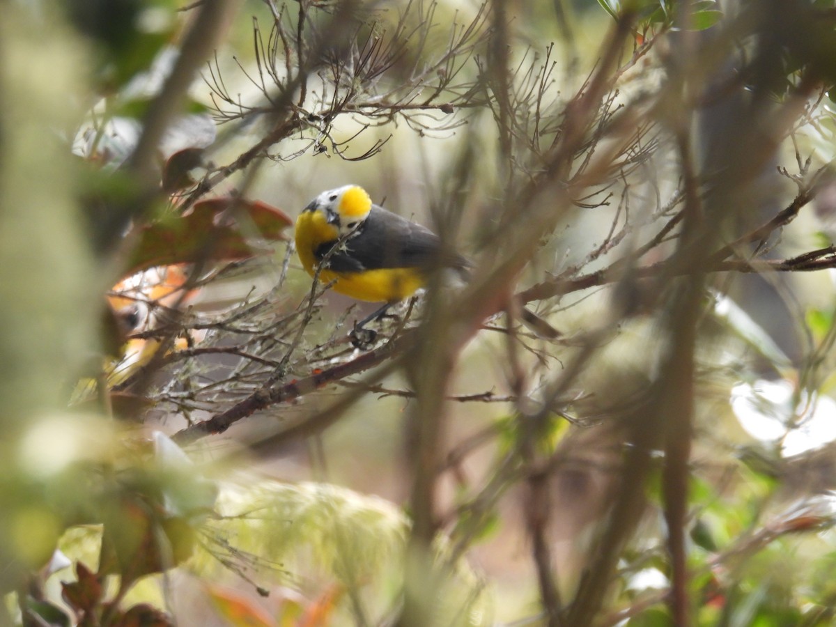 Golden-fronted Redstart - ML616555126