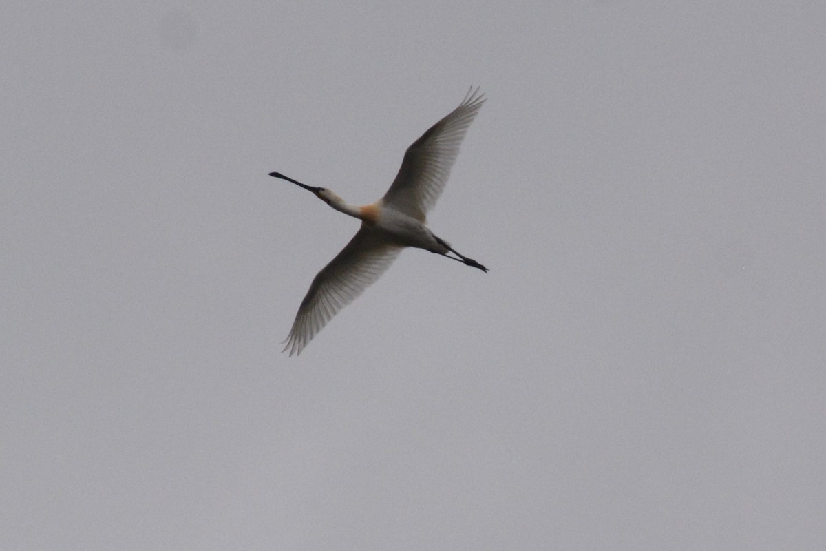 Eurasian Spoonbill - Christoph Randler