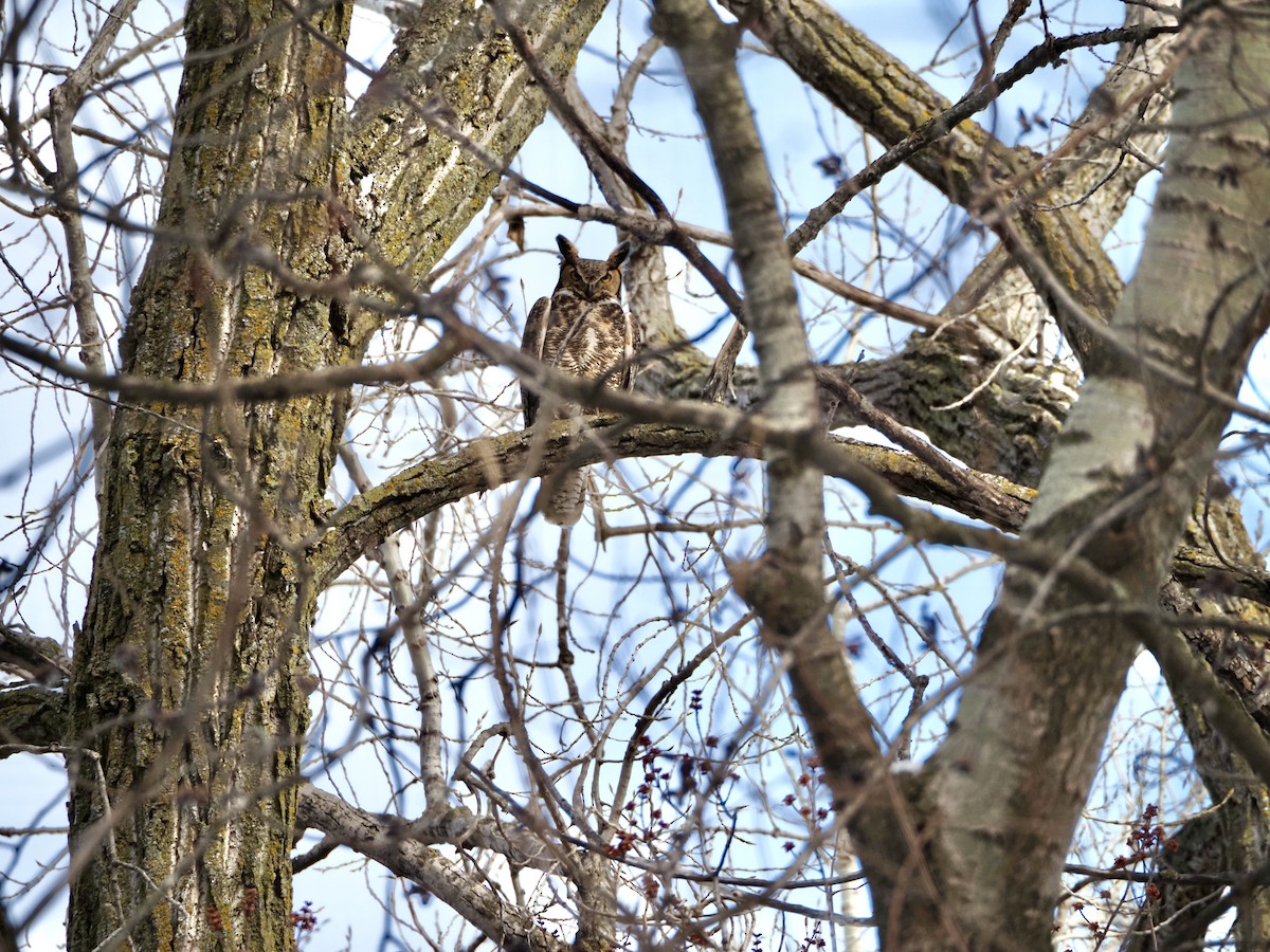 Great Horned Owl - ML616555169