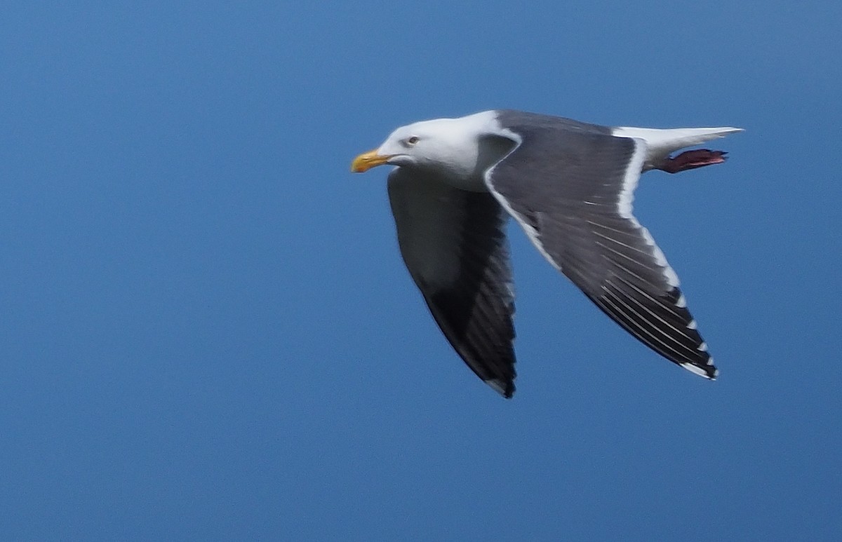 Goéland d'Audubon - ML616555170