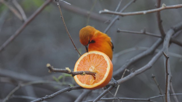 Oriole à dos rayé - ML616555269